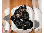 Yorkshire Terrier PUPPY FOR SALE ADN-773508 - Yorkie puppies available 41824