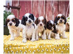 Cockapoo PUPPY FOR SALE ADN-773501 - Cockapoo puppies for sale Elkhart IN