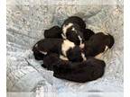 Bordoodle PUPPY FOR SALE ADN-773436 - Beautiful F1 Bordoodle Puppies Born April