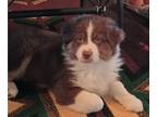 Australian Shepherd PUPPY FOR SALE ADN-773401 - Tommy