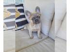 French Bulldog PUPPY FOR SALE ADN-773390 - Lilac Fawn Fluffy Frenchie Girl