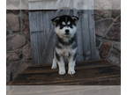 Pomsky PUPPY FOR SALE ADN-773378 - Pomsky For Sale Wooster OH