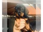 Dachshund PUPPY FOR SALE ADN-773862 - 5 FEMALE MINI DACHSHUNDS