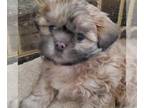 Shih Tzu PUPPY FOR SALE ADN-773858 - Cooper wakes up happy and goes to bed happy