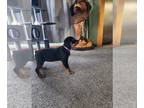 Rottweiler PUPPY FOR SALE ADN-773655 - Rottweiler Puppy