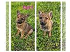 German Shepherd Dog PUPPY FOR SALE ADN-773506 - Ready for homes now