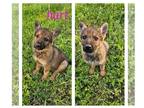 German Shepherd Dog PUPPY FOR SALE ADN-773506 - One girl left