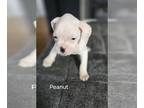 Boxer PUPPY FOR SALE ADN-773879 - Boxer puppies