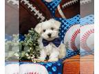 Maltese PUPPY FOR SALE ADN-773865 - Super sweet Maltese Puppy