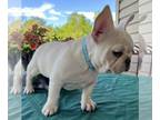 French Bulldog PUPPY FOR SALE ADN-773857 - Frosty AKC Frenchie male
