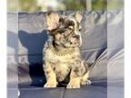 French Bulldog PUPPY FOR SALE ADN-773851 - MERLE FLUFFY GIRLS