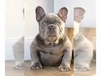 French Bulldog PUPPY FOR SALE ADN-773845 - LILAC TAN ISABELLA FLUFFY CARRIER