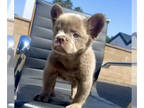 French Bulldog PUPPY FOR SALE ADN-773840 - FLUFFY ISABELLA