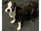 Boston Terrier PUPPY FOR SALE ADN-773838 - FeMale Boston Terrier Puppy
