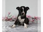 Boston Terrier PUPPY FOR SALE ADN-773805 - Boston Terrier