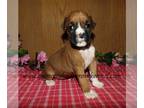 Boxer PUPPY FOR SALE ADN-773788 - Adorable AKC registered Boxer puppy