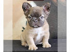 French Bulldog PUPPY FOR SALE ADN-773787 - BLUE FAWN FLUFFY