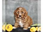 Cavapoo PUPPY FOR SALE ADN-773786 - F1 Cavapoo