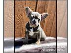 French Bulldog PUPPY FOR SALE ADN-773752 - AKC frenchie Fench Bulldog Puppy