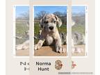 Great Dane PUPPY FOR SALE ADN-773746 - Norma Hunt