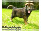German Shepherd Dog-Siberian Husky Mix PUPPY FOR SALE ADN-773743 - Girl 2