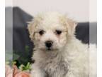 Bichon Frise PUPPY FOR SALE ADN-773739 - Bichon Frise