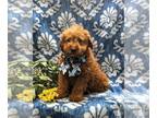 Goldendoodle (Miniature) PUPPY FOR SALE ADN-773736 - F1b Hypoallergenic Mini