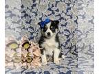 Pomsky PUPPY FOR SALE ADN-773732 - Cute F2 Pomsky Puppy