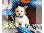 Poodle (Toy) PUPPY FOR SALE ADN-773731 - Adorable Toy Poodle Puppy