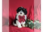 Miniature Bernedoodle PUPPY FOR SALE ADN-773727 - Adorable Miniature Bernedoodle