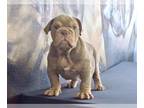 English Bulldog PUPPY FOR SALE ADN-773715 - LILAC TAN TRI