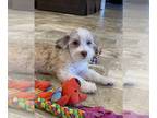 Havanese PUPPY FOR SALE ADN-773662 - Harley