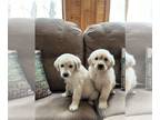 Goldendoodle PUPPY FOR SALE ADN-773652 - Goldendoodle Puppies