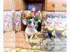 French Bulldog-Rat Terrier Mix PUPPY FOR SALE ADN-773646 - Frenchie Rat Terrier