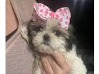 Shih Tzu PUPPY FOR SALE ADN-773638 - Shih tzu puppy Female Health Certified