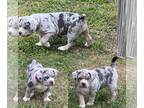 American Bully PUPPY FOR SALE ADN-773637 - XL Blue TriMerle