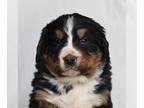 Bernese Mountain Dog PUPPY FOR SALE ADN-773633 - AKC Bernese Mountain Dog