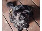 ShihPoo PUPPY FOR SALE ADN-773629 - Coal Little boy rehoming