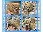 Bulldog PUPPY FOR SALE ADN-773620 - Aladdin English Bulldog