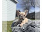 French Bulldog PUPPY FOR SALE ADN-773618 - French Bulldogs puppies for sale
