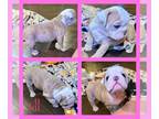 Bulldog PUPPY FOR SALE ADN-773616 - Jill English Bulldog