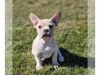 French Bulldog PUPPY FOR SALE ADN-773615 - Stunning Male French Bulldog Born