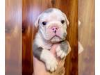 Bulldog PUPPY FOR SALE ADN-773598 - Dom