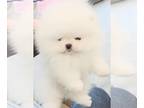 Pomeranian PUPPY FOR SALE ADN-773591 - 3m old white Pomeranian