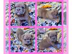 Bulldog PUPPY FOR SALE ADN-773586 - Ariel English Bulldog