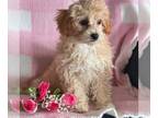 Cavapoo PUPPY FOR SALE ADN-773569 - f1b Cavapoo