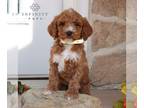 Goldendoodle PUPPY FOR SALE ADN-773558 - f1bb Goldendoodle