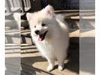 Pomsky PUPPY FOR SALE ADN-773553 - Mercedes