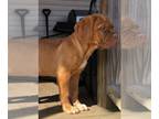 Dogue de Bordeaux PUPPY FOR SALE ADN-773548 - Ariel