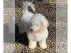 Poodle (Miniature) PUPPY FOR SALE ADN-773545 - female no paperwork pet only